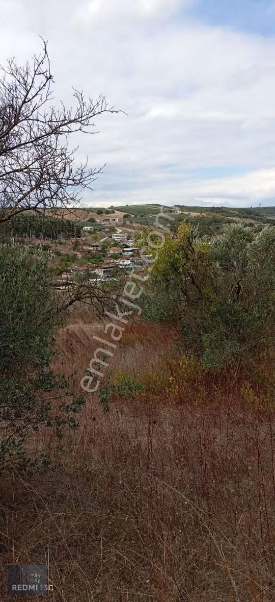 Mudanya Hançerli Köyünde 1950 M2 Satılık Arazi - Görsel 28