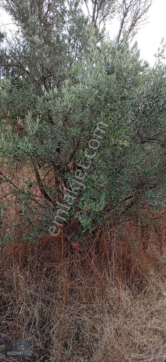 Mudanya Hançerli Köyünde 1950 M2 Satılık Arazi - Görsel 13