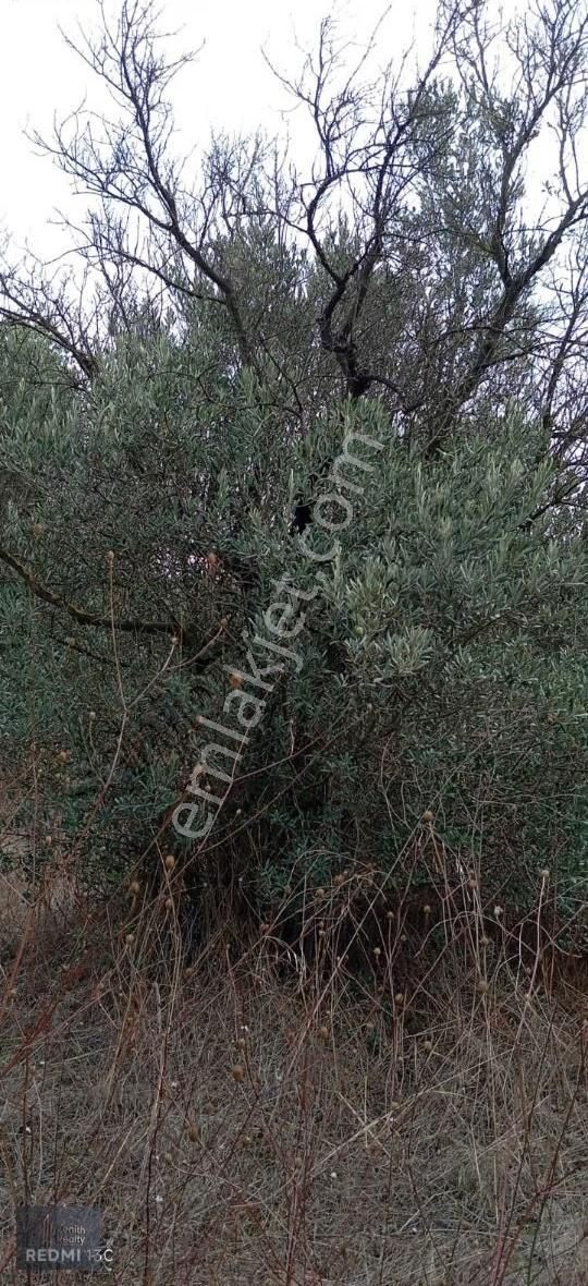 Mudanya Hançerli Köyünde 1950 M2 Satılık Arazi - Görsel 29
