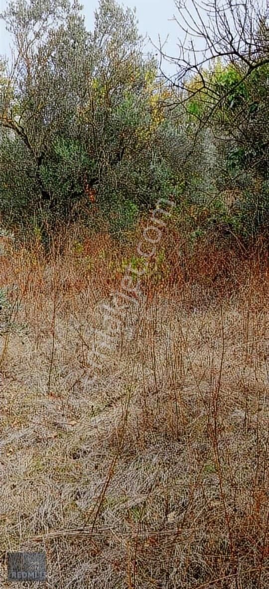 Mudanya Hançerli Köyünde 1950 M2 Satılık Arazi - Görsel 22