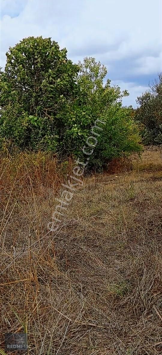 Mudanya Hançerli Köyünde 1950 M2 Satılık Arazi - Görsel 5