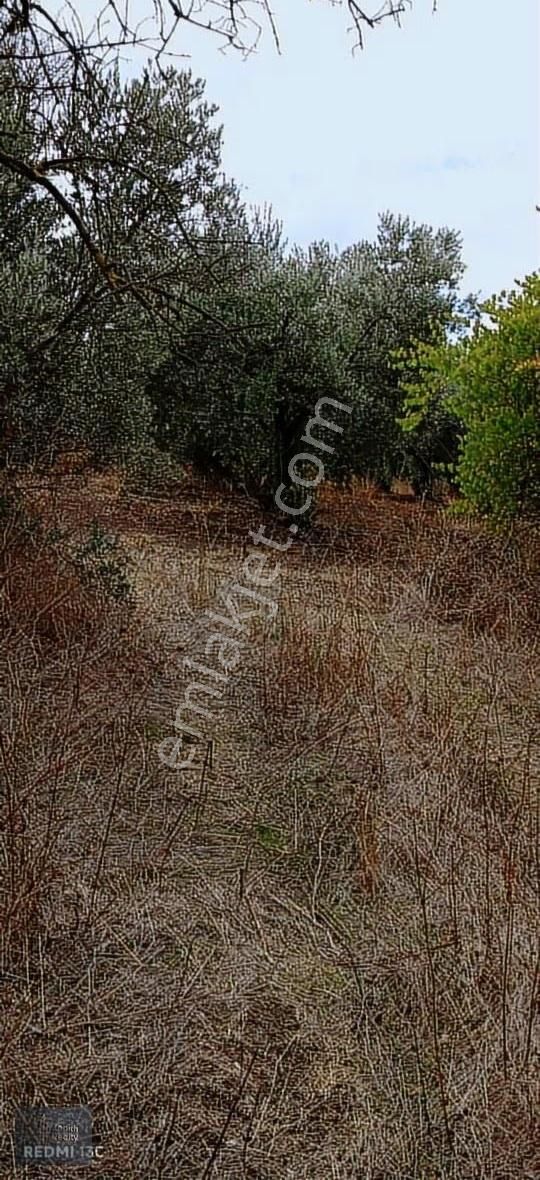 Mudanya Hançerli Köyünde 1950 M2 Satılık Arazi - Görsel 10