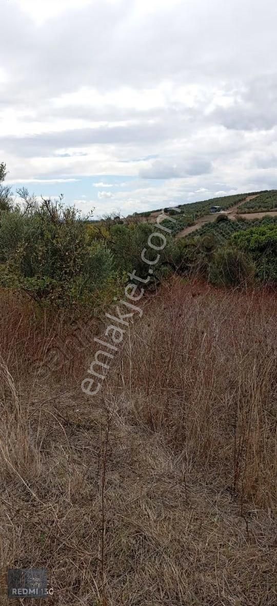 Mudanya Hançerli Köyünde 1950 M2 Satılık Arazi - Görsel 16