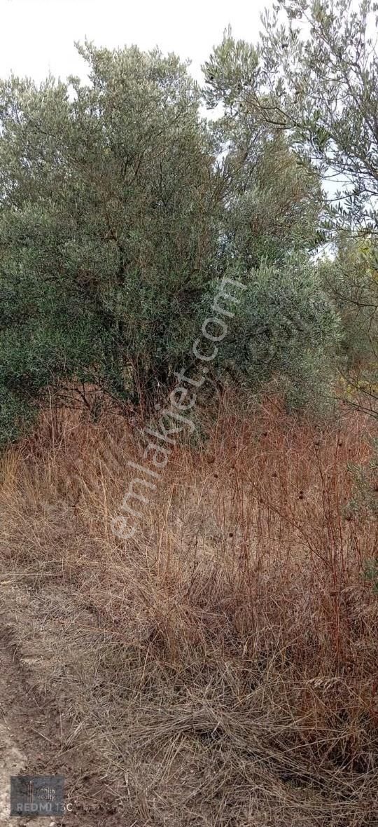 Mudanya Hançerli Köyünde 1950 M2 Satılık Arazi - Görsel 14