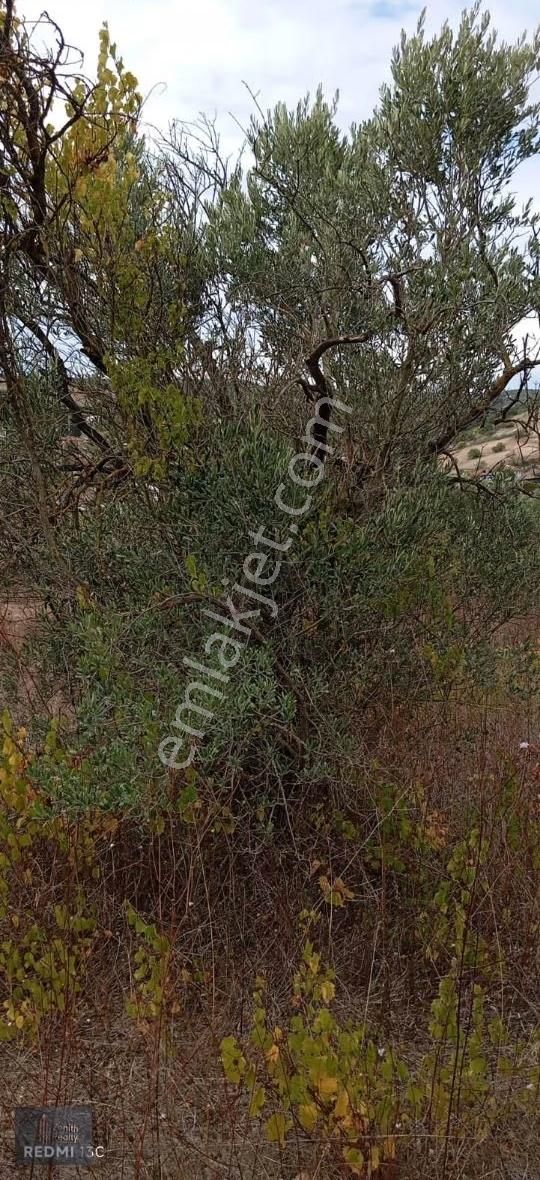 Mudanya Hançerli Köyünde 1950 M2 Satılık Arazi - Görsel 21