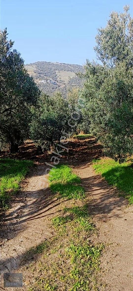 Mudanya Mirzaoba Mahallesinde 1823m2 Satılık Zeytinlik - Görsel 21