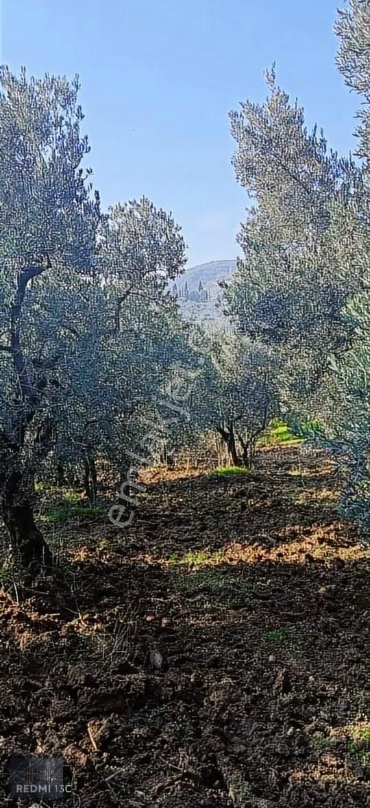 Mudanya Mirzaoba Mahallesinde 1823m2 Satılık Zeytinlik - Görsel 7