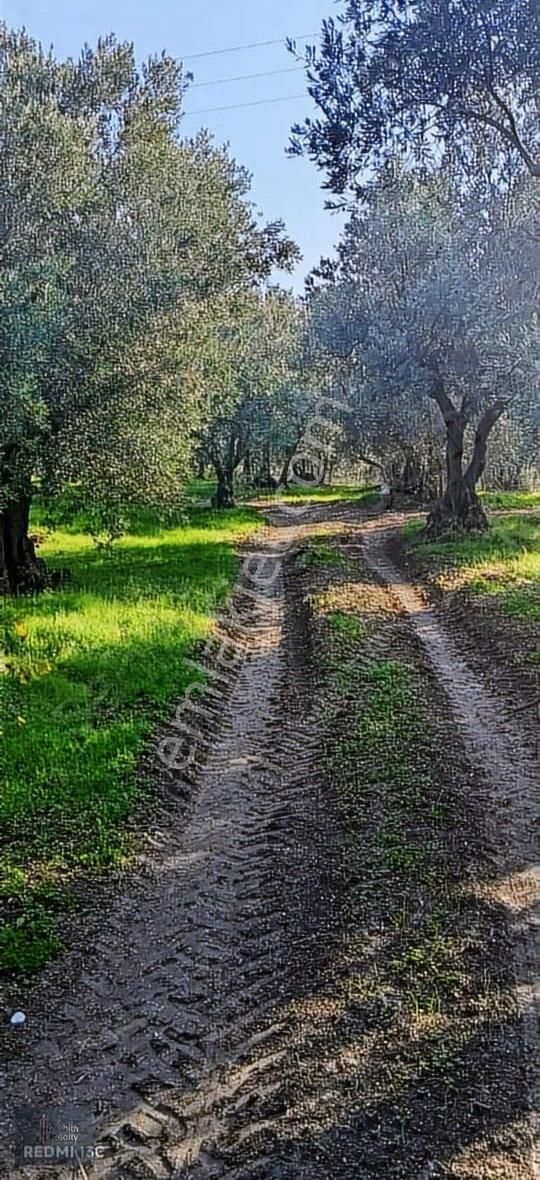 Mudanya Mirzaoba Mahallesinde 1823m2 Satılık Zeytinlik - Görsel 17