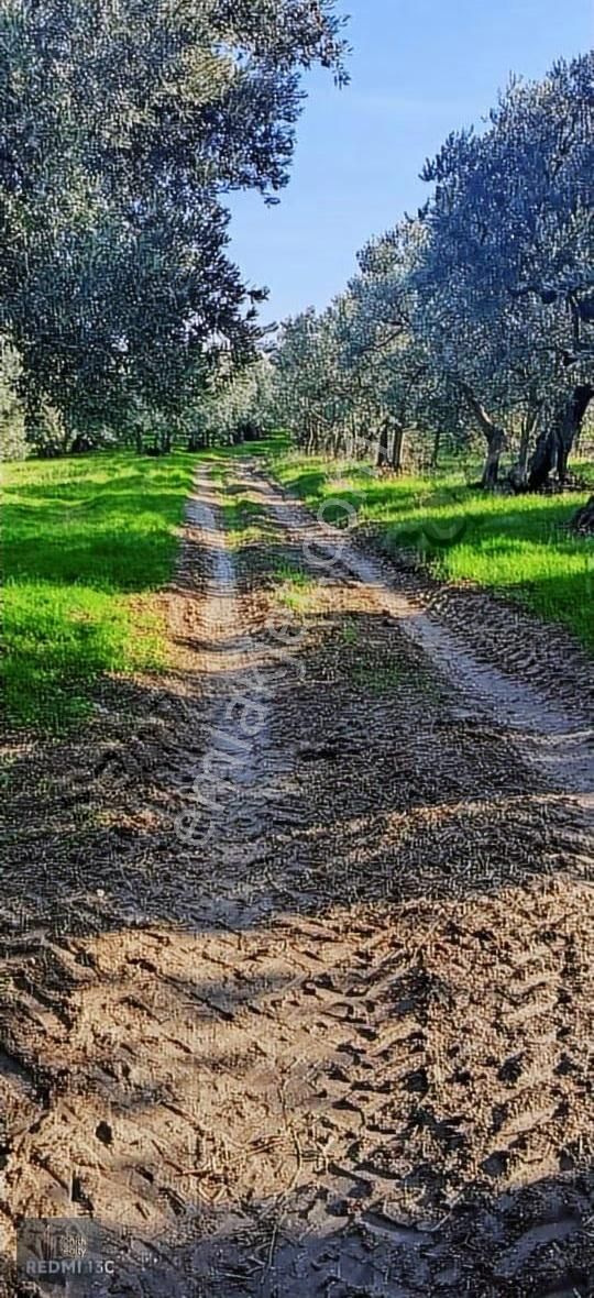 Mudanya Mirzaoba Mahallesinde 1823m2 Satılık Zeytinlik - Görsel 16