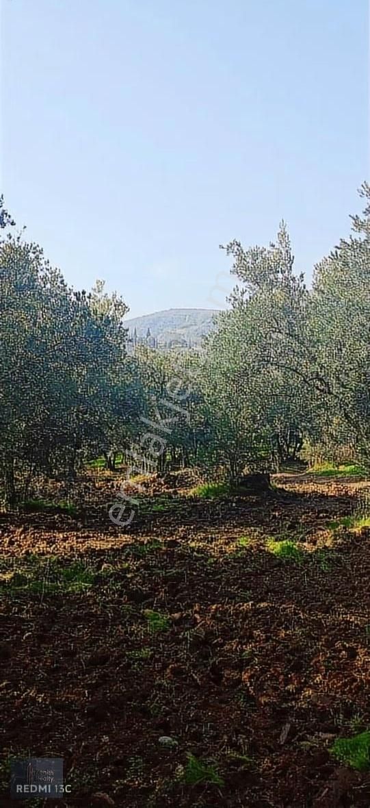 Mudanya Mirzaoba Mahallesinde 1823m2 Satılık Zeytinlik - Görsel 20