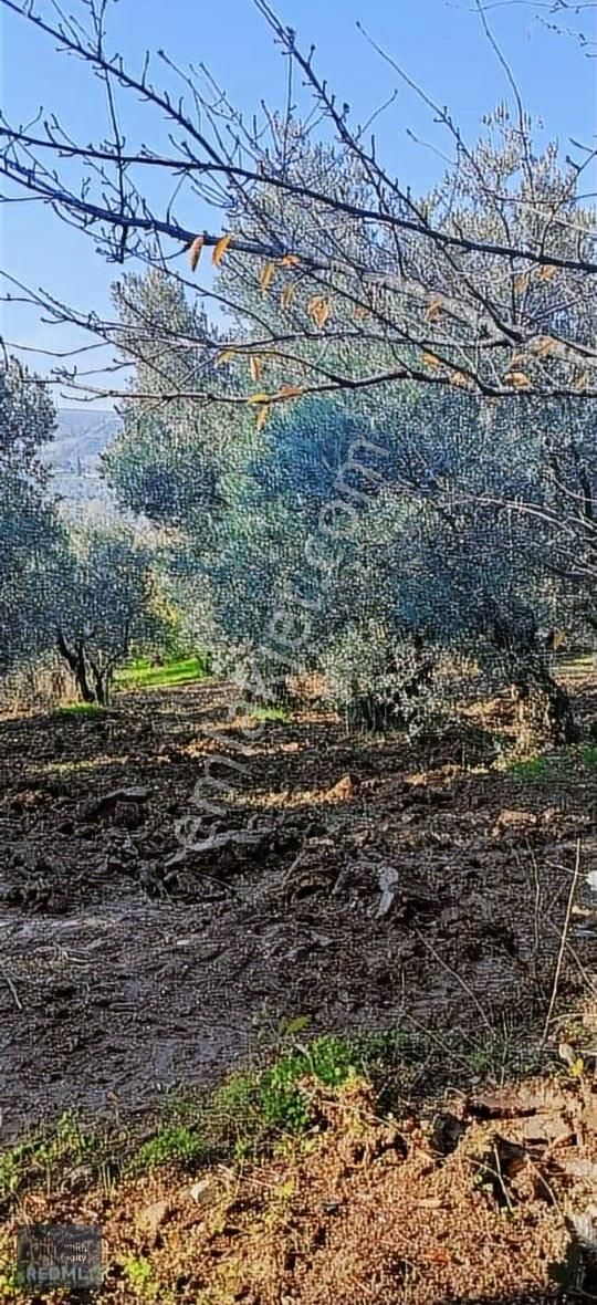 Mudanya Mirzaoba Mahallesinde 1823m2 Satılık Zeytinlik - Görsel 14