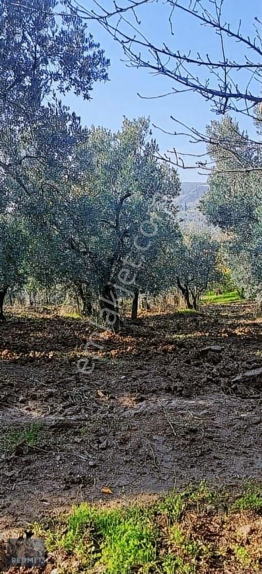 Mudanya Mirzaoba Mahallesinde 1823m2 Satılık Zeytinlik - Görsel 24