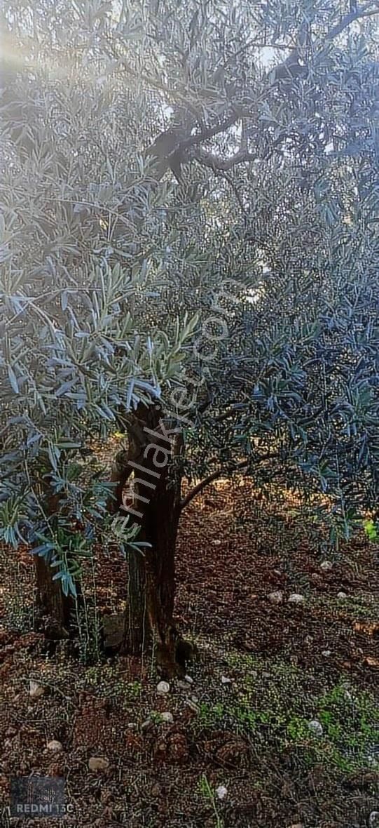Mudanya Mirzaoba Mahallesinde 1823m2 Satılık Zeytinlik - Görsel 30