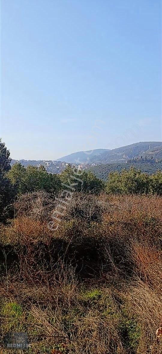Mudanya Mirzaoba Mahallesinde 1823m2 Satılık Zeytinlik - Görsel 4