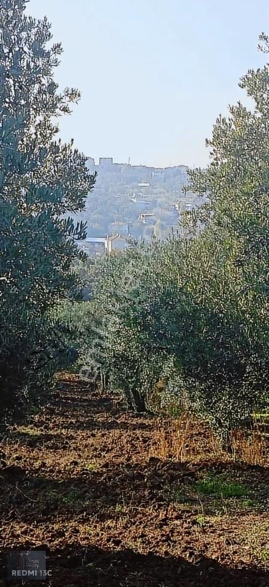 Mudanya Mirzaoba Mahallesinde 1823m2 Satılık Zeytinlik - Görsel 11
