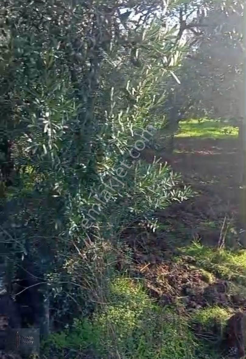 Mudanya Mirzaoba Mahallesinde 1823m2 Satılık Zeytinlik