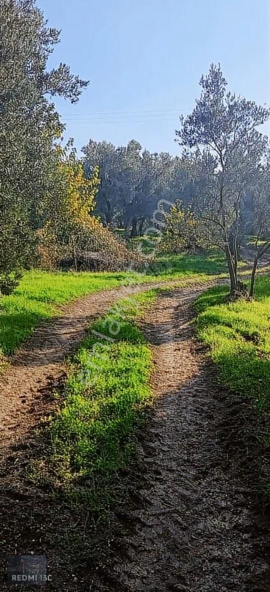 Mudanya Mirzaoba Mahallesinde 1823m2 Satılık Zeytinlik - Görsel 2