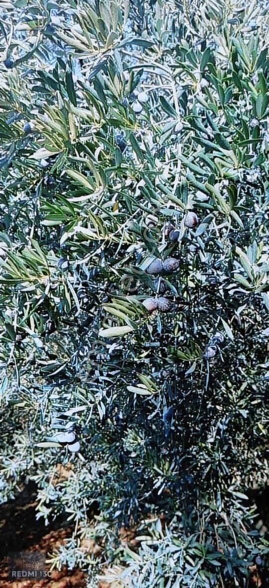 Mudanya Mirzaoba Mahallesinde 1823m2 Satılık Zeytinlik - Görsel 15