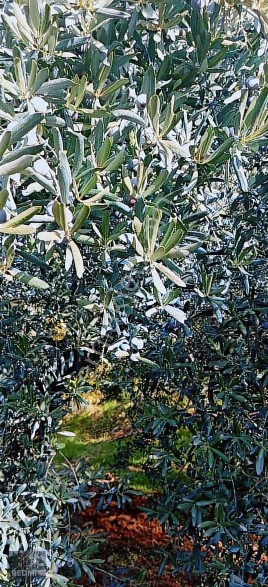 Mudanya Mirzaoba Mahallesinde 1823m2 Satılık Zeytinlik - Görsel 5