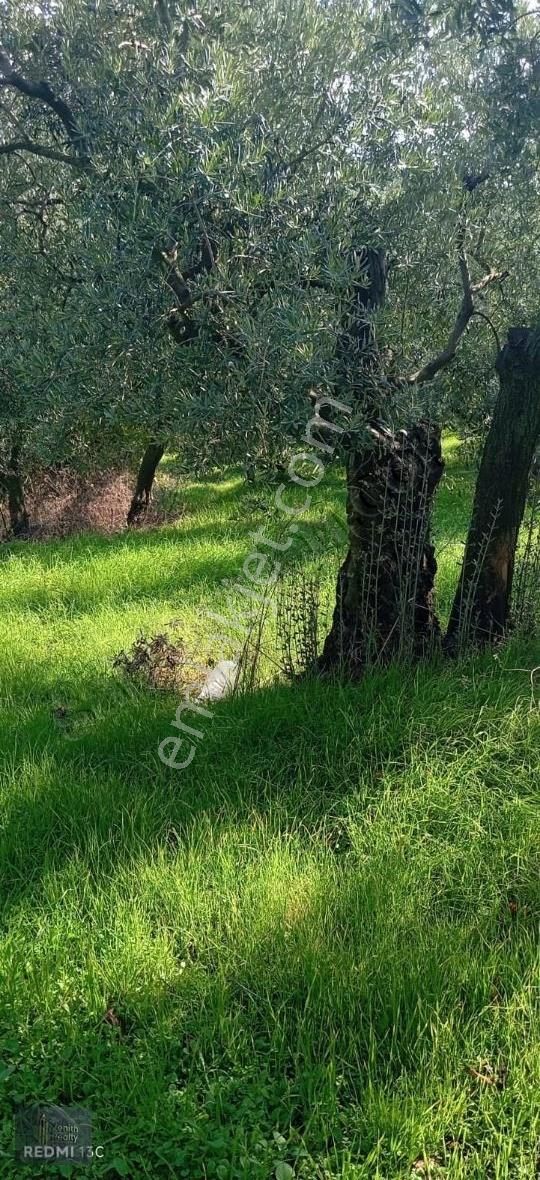 Mudanya Mirzaoba Mahallesinde 1105m2 Satılık Zeytinlik - Görsel 28