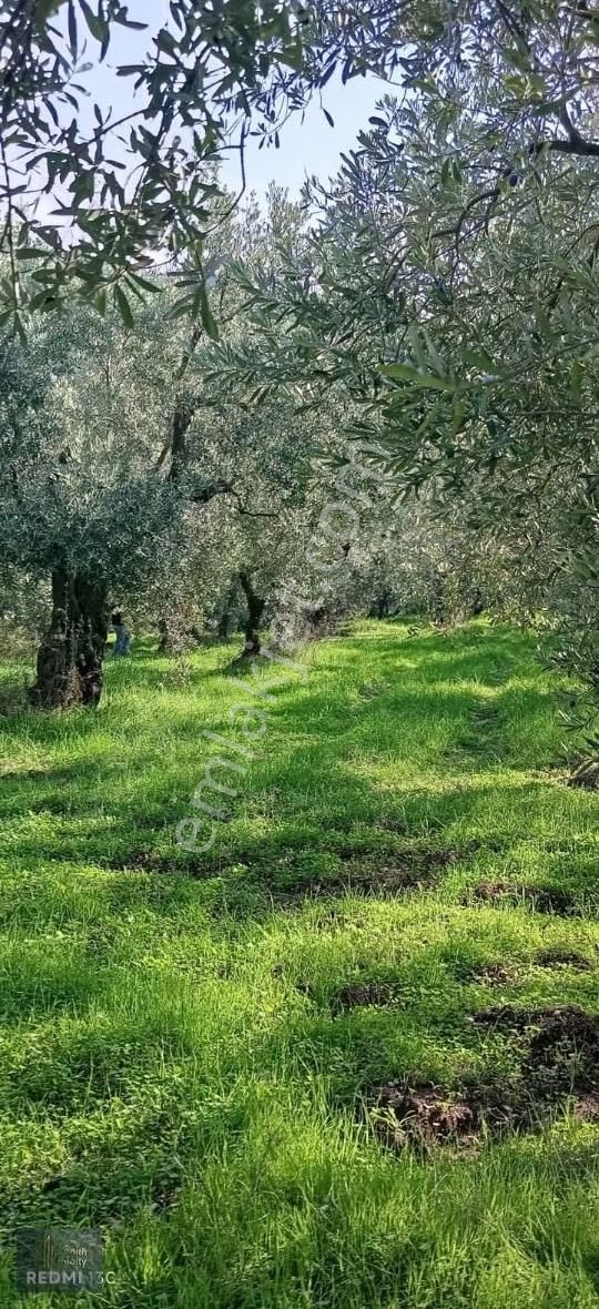 Mudanya Mirzaoba Mahallesinde 1105m2 Satılık Zeytinlik - Görsel 17