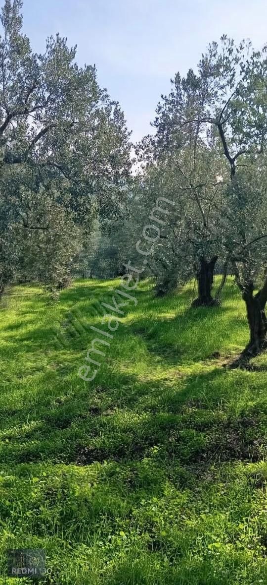 Mudanya Mirzaoba Mahallesinde 1105m2 Satılık Zeytinlik - Görsel 5