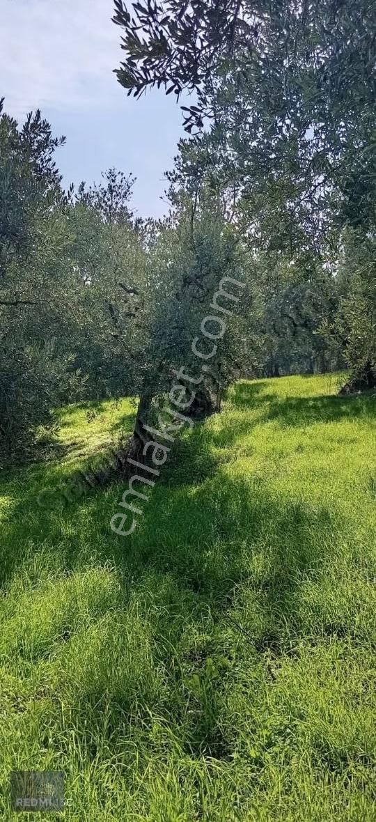 Mudanya Mirzaoba Mahallesinde 1105m2 Satılık Zeytinlik - Görsel 7