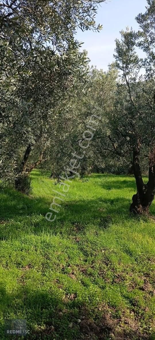 Mudanya Mirzaoba Mahallesinde 1105m2 Satılık Zeytinlik - Görsel 32