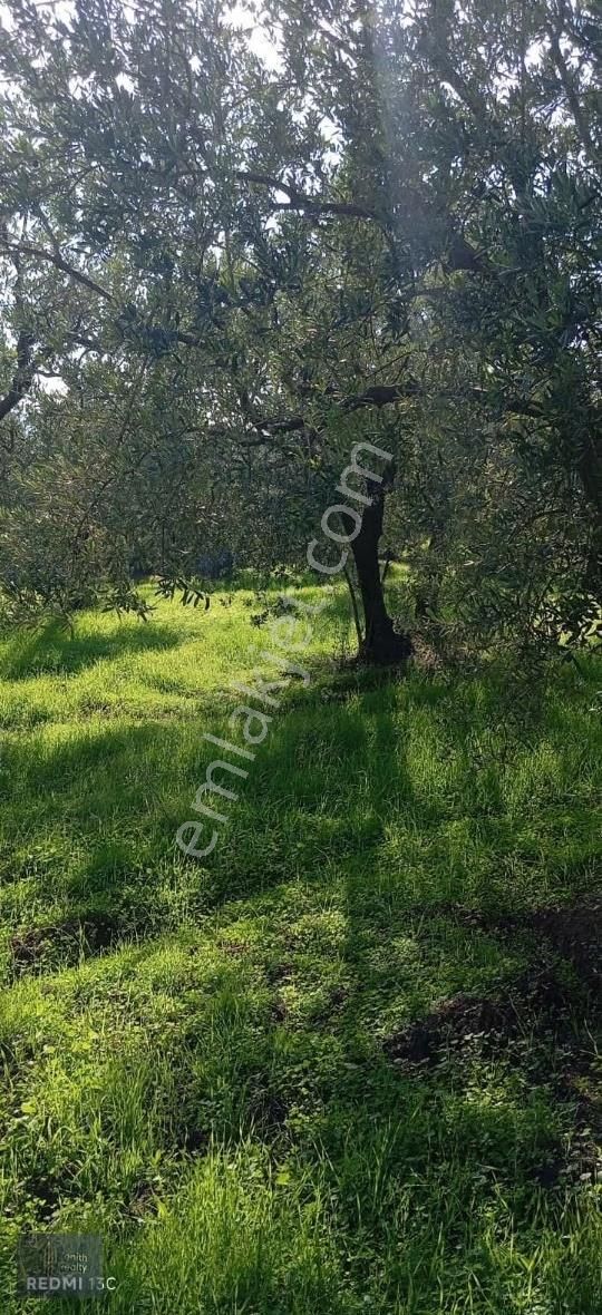 Mudanya Mirzaoba Mahallesinde 1105m2 Satılık Zeytinlik - Görsel 18