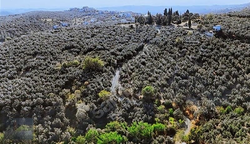 Mudanya Mirzaoba Mahallesinde 1105m2 Satılık Zeytinlik - Görsel 25