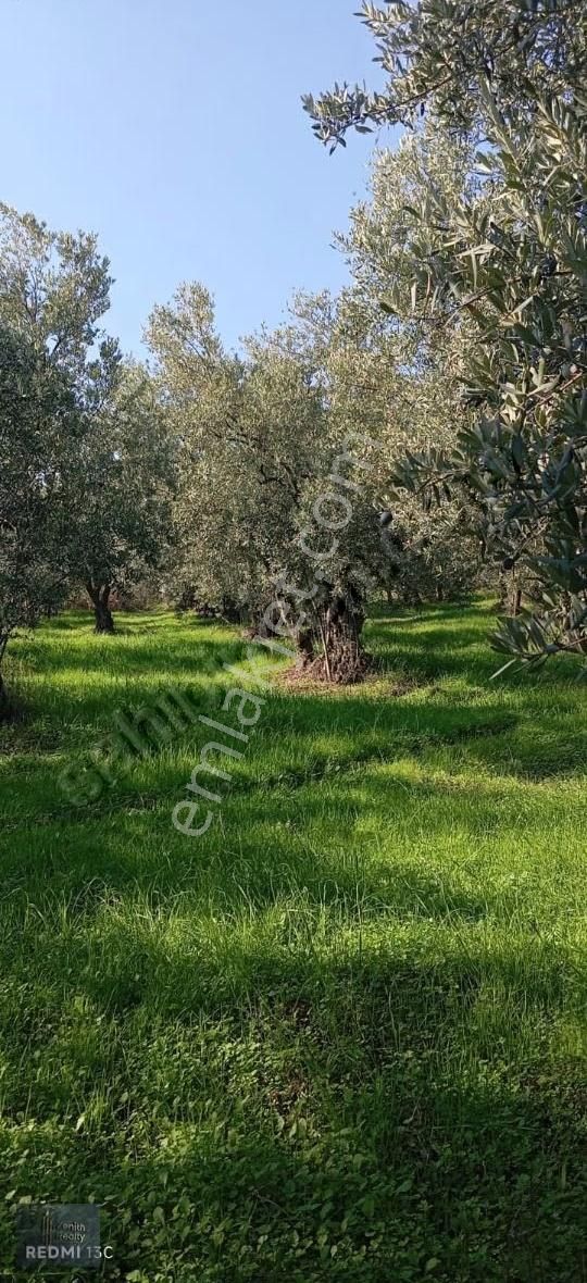 Mudanya Mirzaoba Mahallesinde 1105m2 Satılık Zeytinlik - Görsel 2