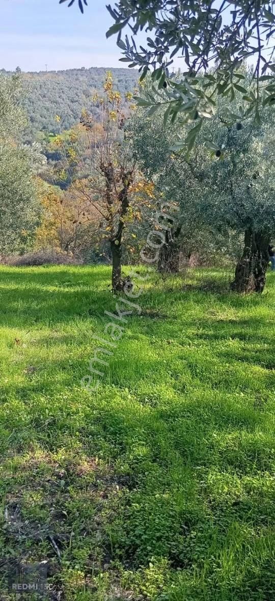Mudanya Mirzaoba Mahallesinde 1105m2 Satılık Zeytinlik - Görsel 20