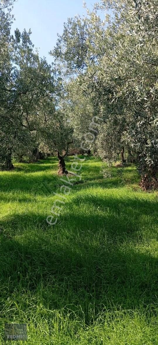 Mudanya Mirzaoba Mahallesinde 1105m2 Satılık Zeytinlik - Görsel 12