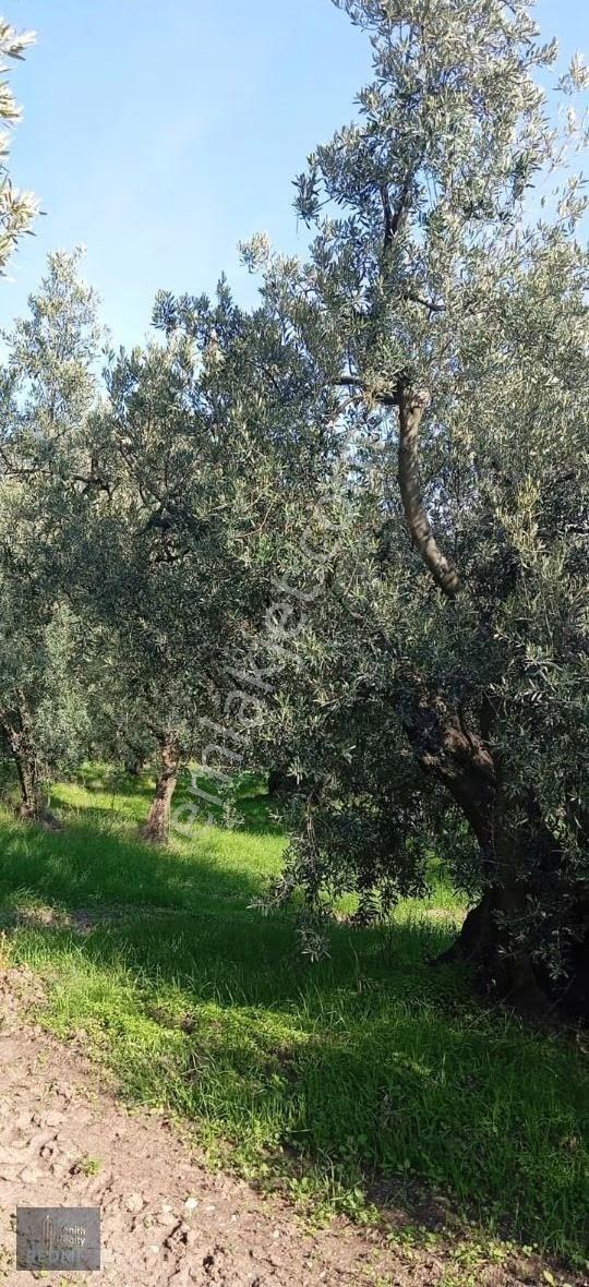 Mudanya Mirzaoba Mahallesinde 1105m2 Satılık Zeytinlik - Görsel 27