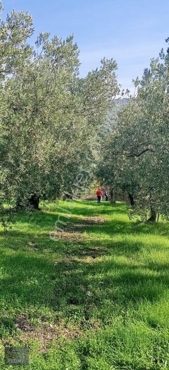 Mudanya Mirzaoba Mahallesinde 1105m2 Satılık Zeytinlik - Görsel 16