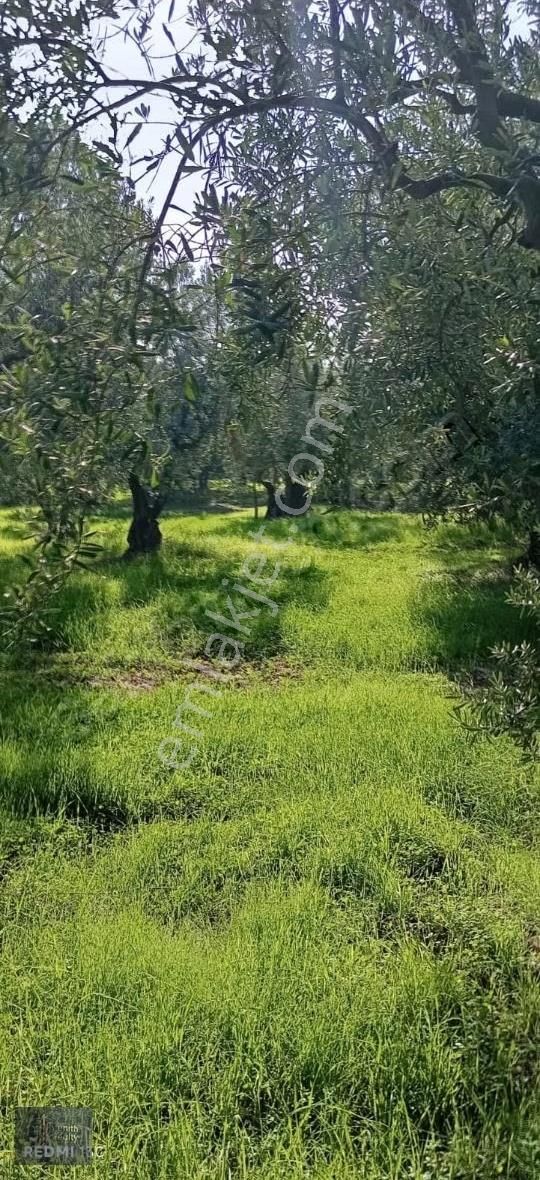 Mudanya Mirzaoba Mahallesinde 1105m2 Satılık Zeytinlik - Görsel 34