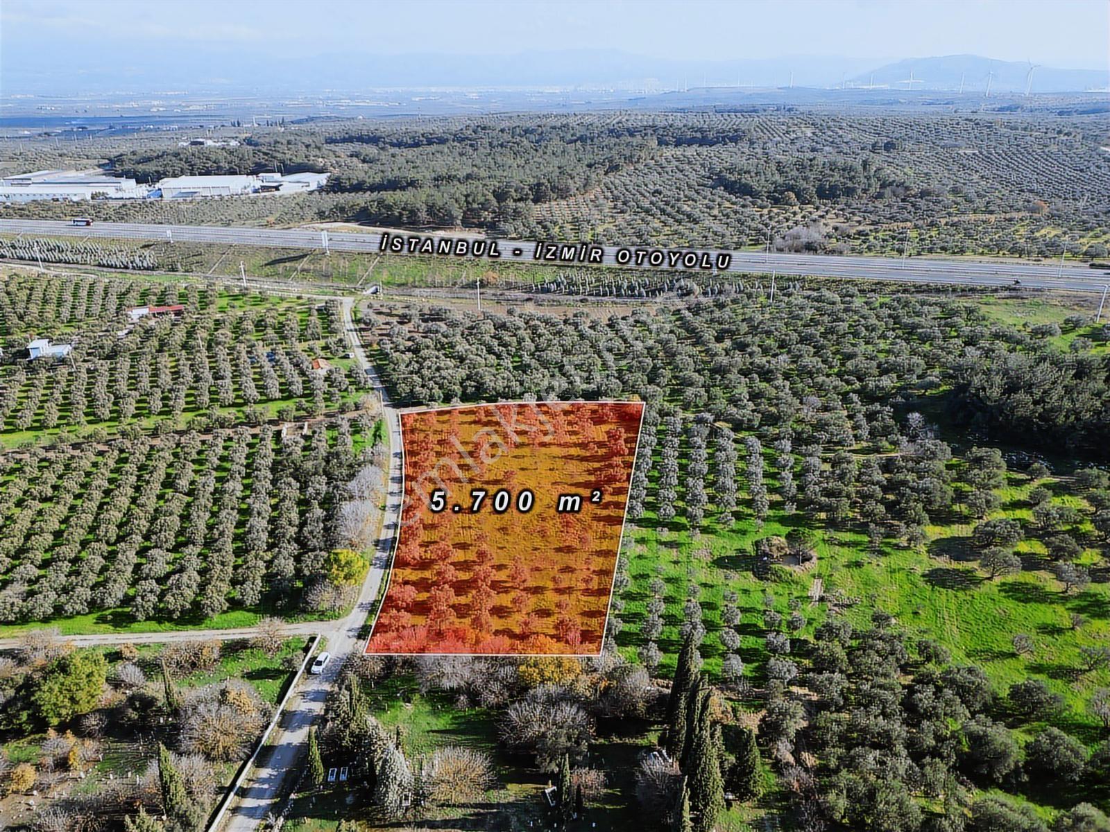 Ballıca Mah. Köy Yerleşim Yakını Satılık 5.700 M² Zeytinlik - Görsel 7
