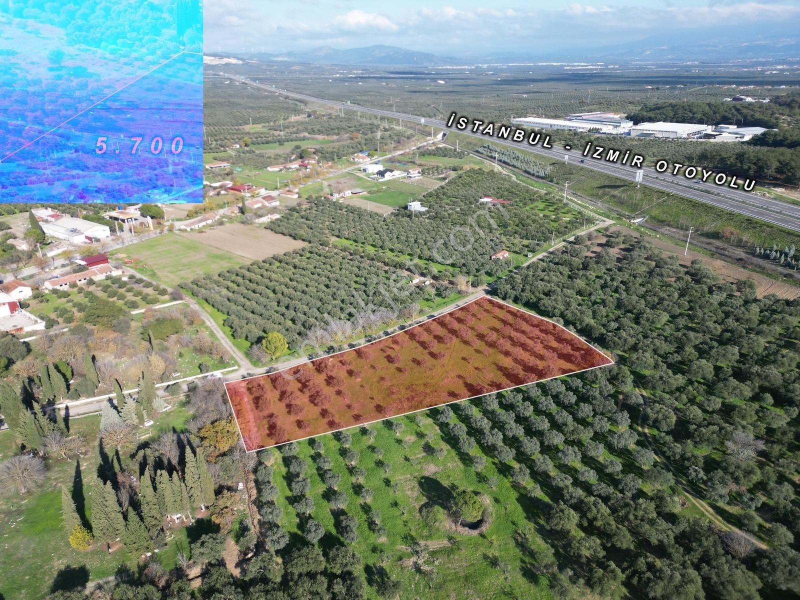 Ballıca Mah. Köy Yerleşim Yakını Satılık 5.700 M² Zeytinlik - Görsel 3