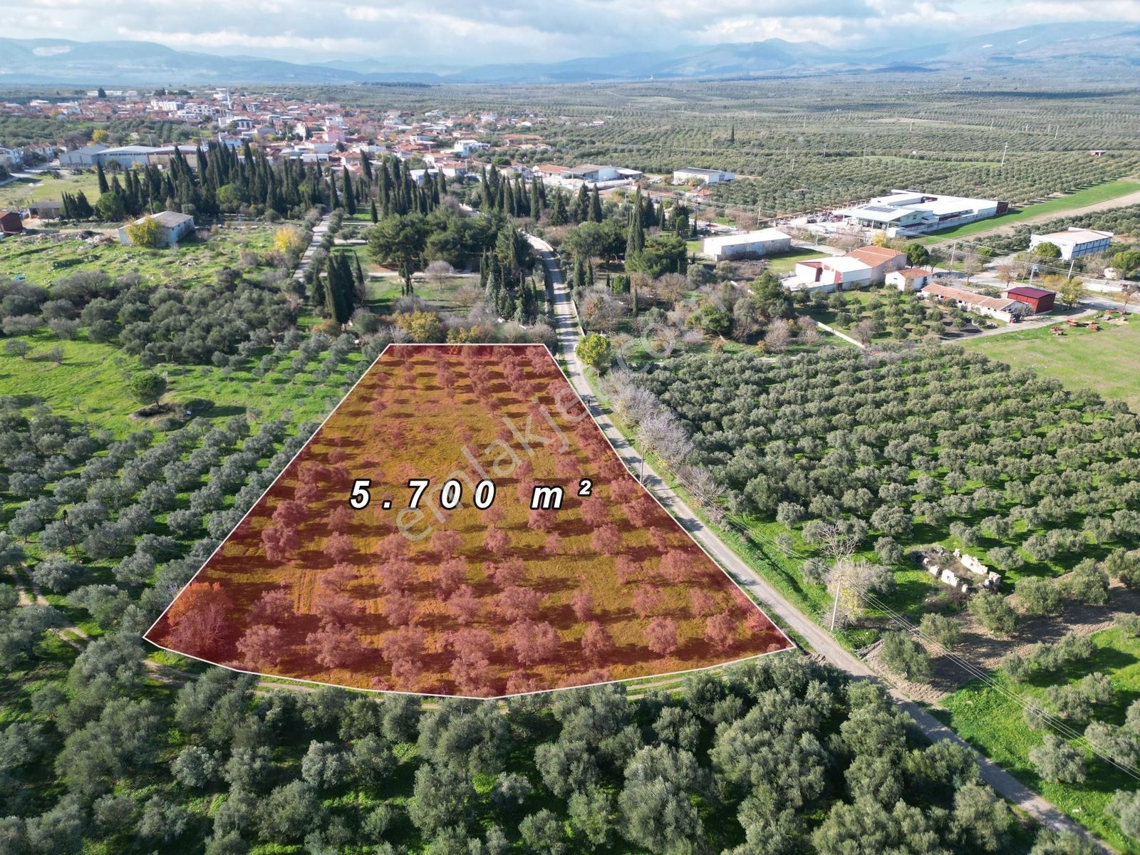 Ballıca Mah. Köy Yerleşim Yakını Satılık 5.700 M² Zeytinlik - Görsel 4
