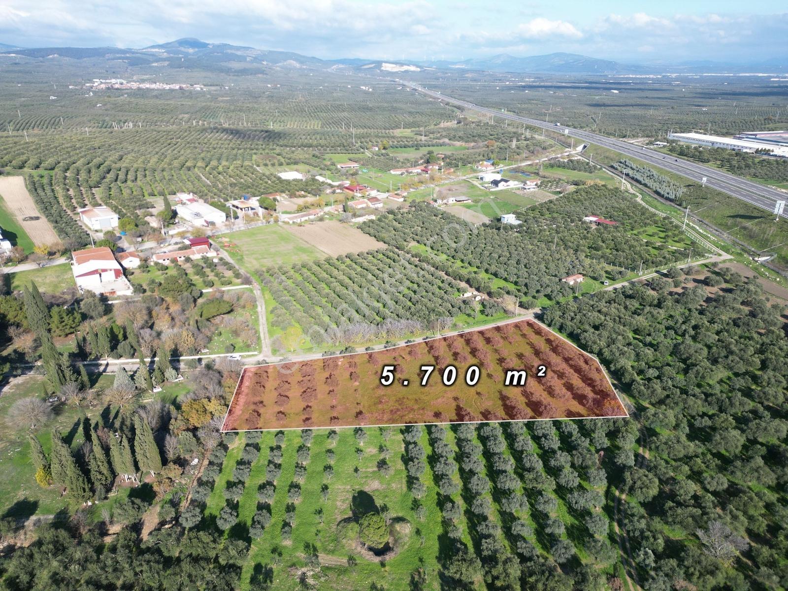 Ballıca Mah. Köy Yerleşim Yakını Satılık 5.700 M² Zeytinlik - Görsel 8
