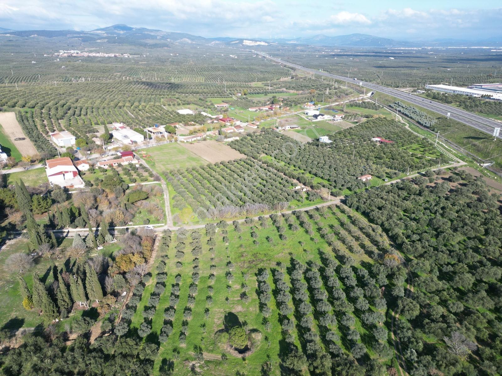 Ballıca Mah. Köy Yerleşim Yakını Satılık 5.700 M² Zeytinlik - Görsel 21