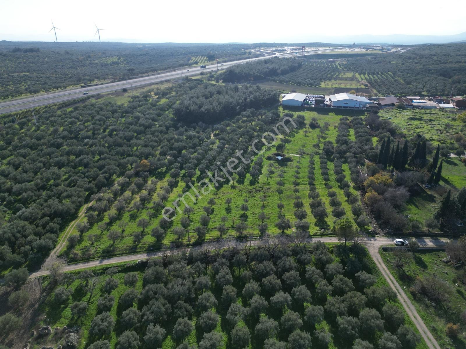 Ballıca Mah. Köy Yerleşim Yakını Satılık 5.700 M² Zeytinlik - Görsel 16