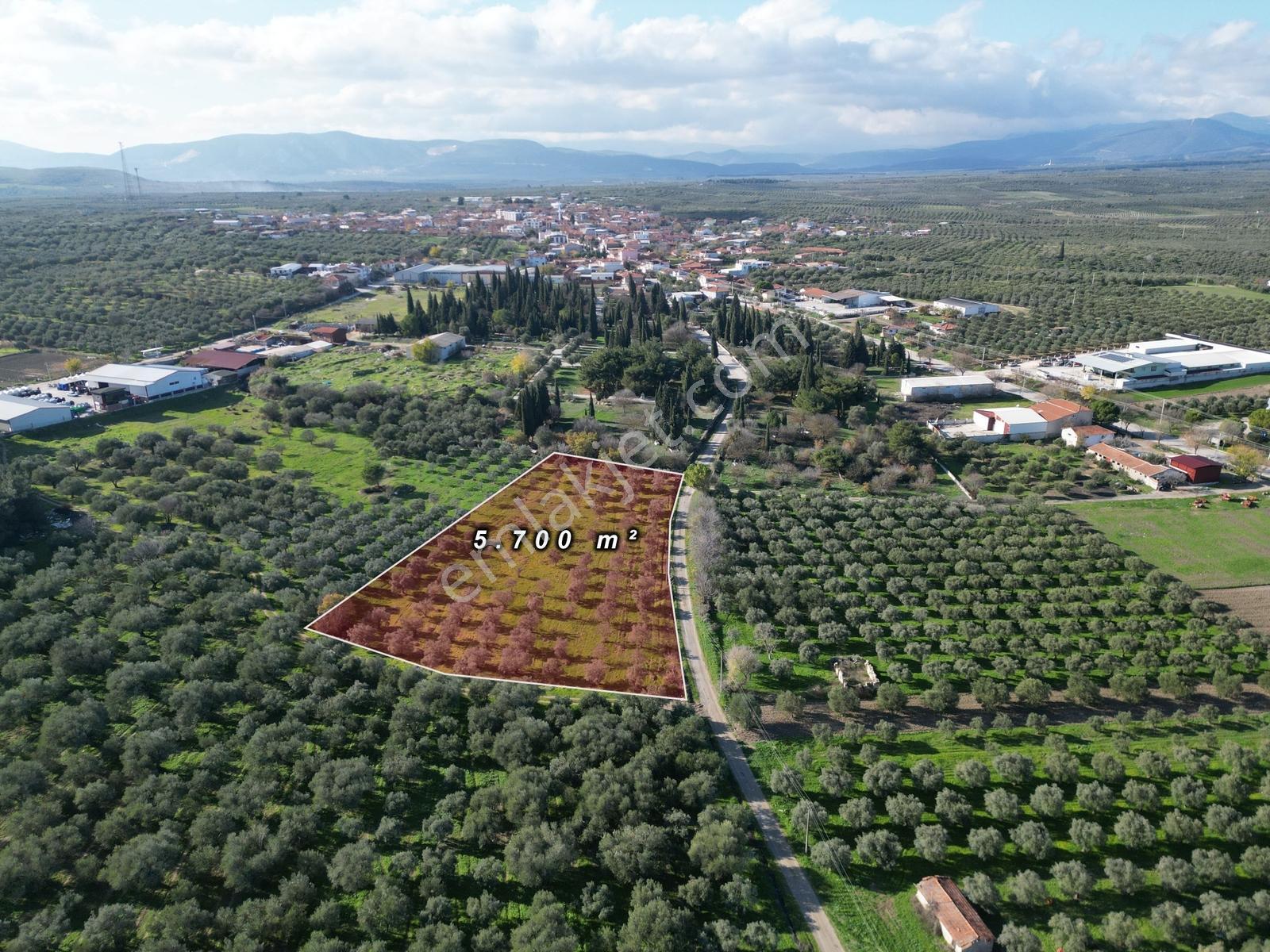 Ballıca Mah. Köy Yerleşim Yakını Satılık 5.700 M² Zeytinlik