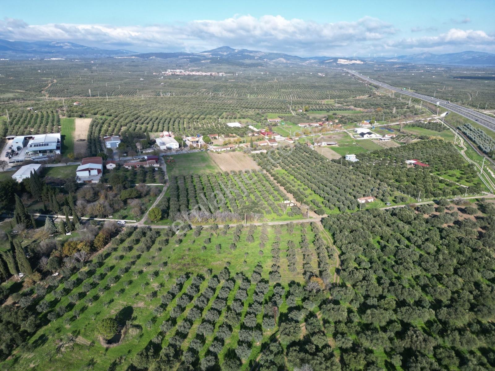 Ballıca Mah. Köy Yerleşim Yakını Satılık 5.700 M² Zeytinlik - Görsel 22