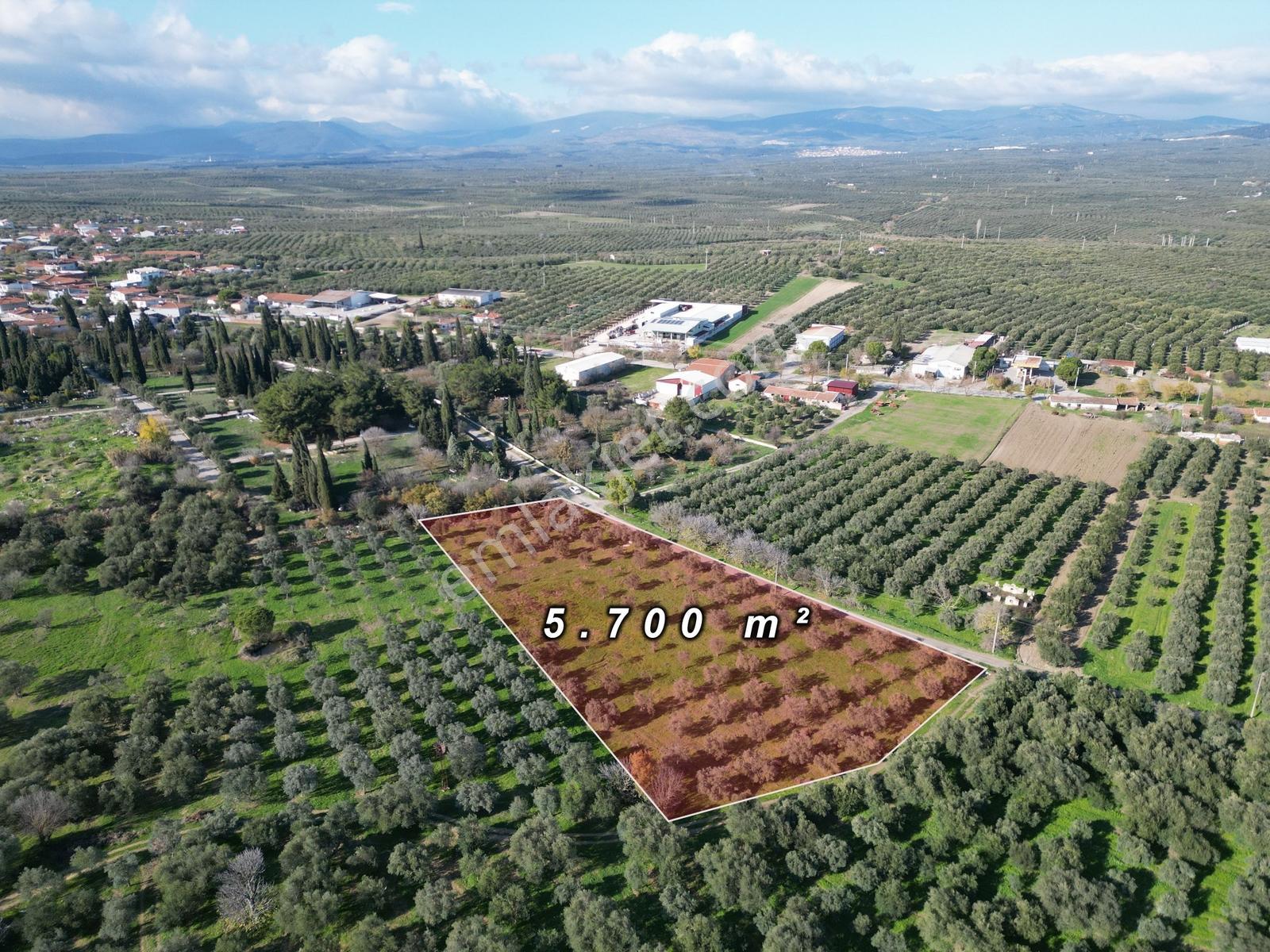 Ballıca Mah. Köy Yerleşim Yakını Satılık 5.700 M² Zeytinlik - Görsel 12