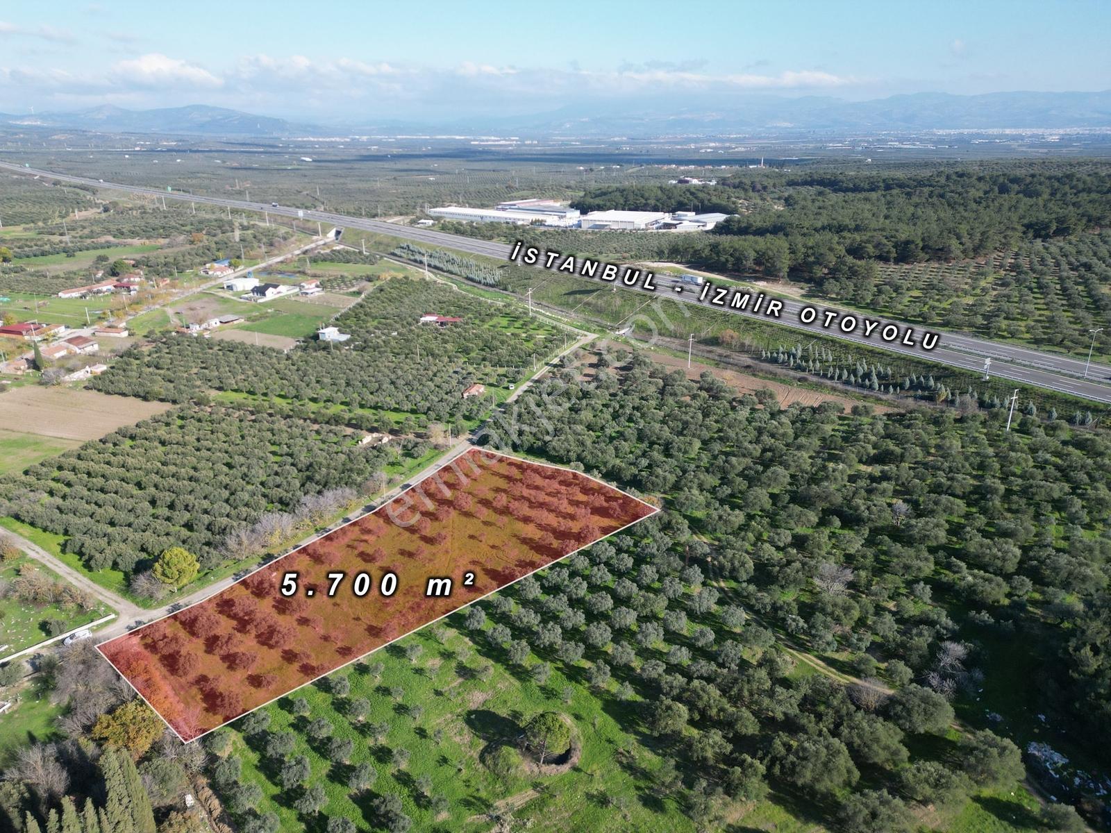 Ballıca Mah. Köy Yerleşim Yakını Satılık 5.700 M² Zeytinlik - Görsel 11