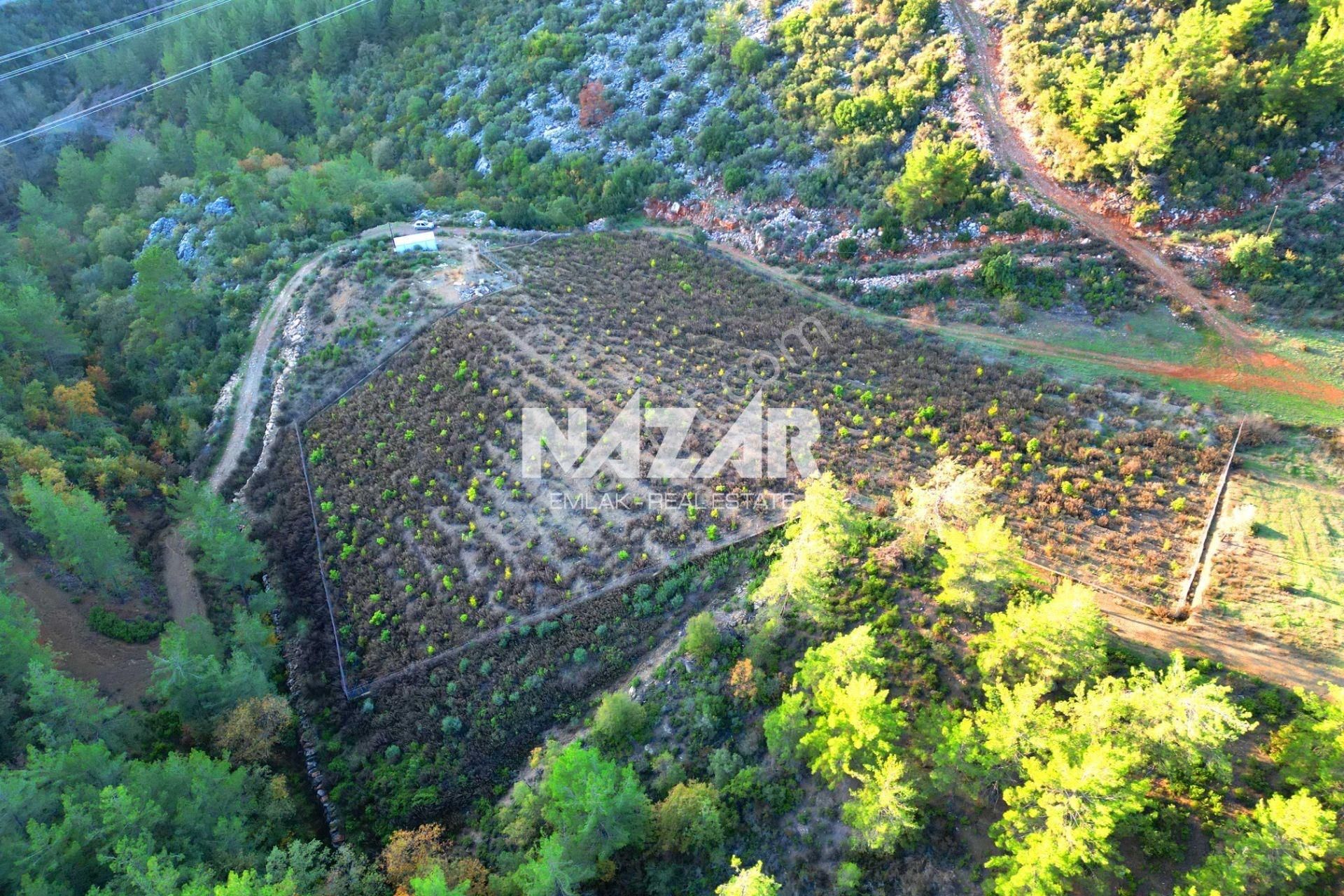 Gazipaşa Çile’de Satılık 20.385 M² Tarla Ve 2+1 Konteyner - Görsel 17