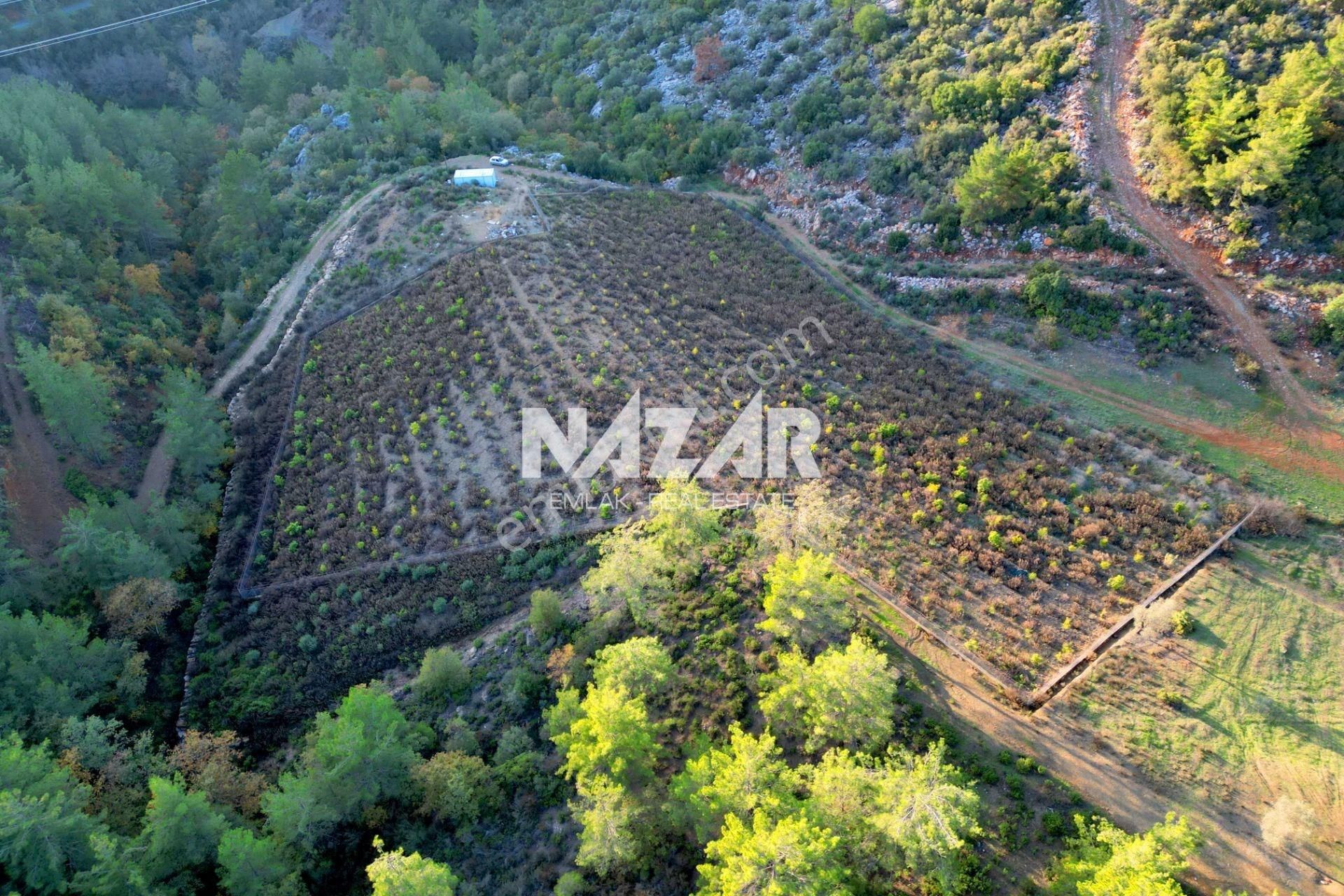 Gazipaşa Çile’de Satılık 20.385 M² Tarla Ve 2+1 Konteyner - Görsel 15
