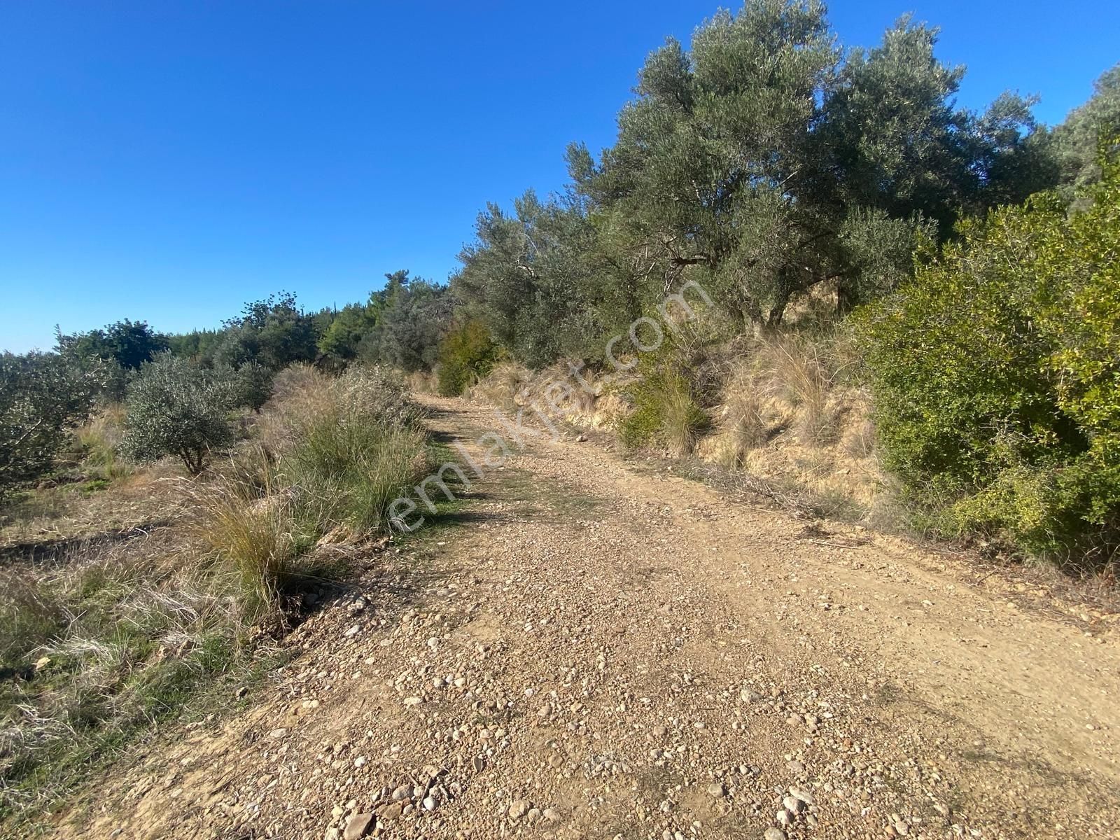 Manavgat Hacıisali Satılık Tek Tapu Tarla