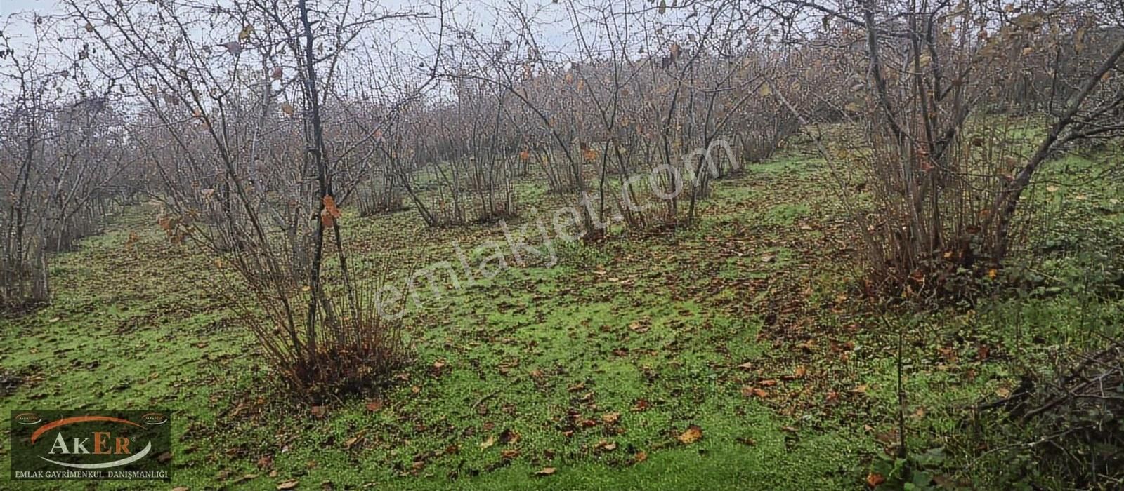 Müstakil İki Tapu Çifliklik Arazi Ful Fındık Düz Ve Yol Su Elekt - Görsel 14